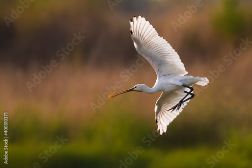 Foto Lepelaar; Eurasian Spoonbill; Platalea leucorodia