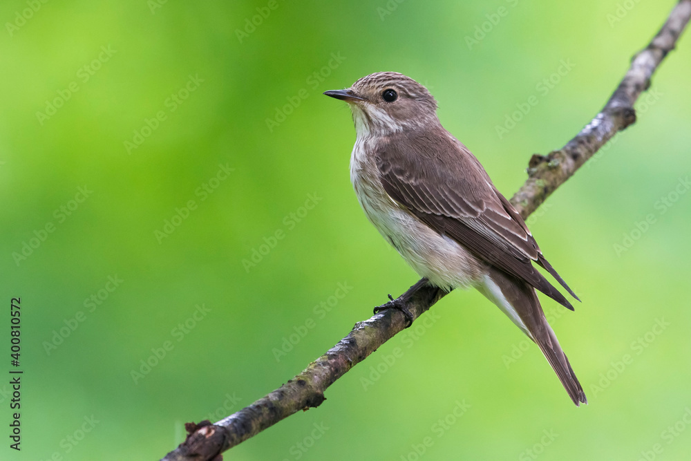 Fototapeta premium Grauwe Vliegenvanger; Spotted Flycatcher; Muscicapa striata