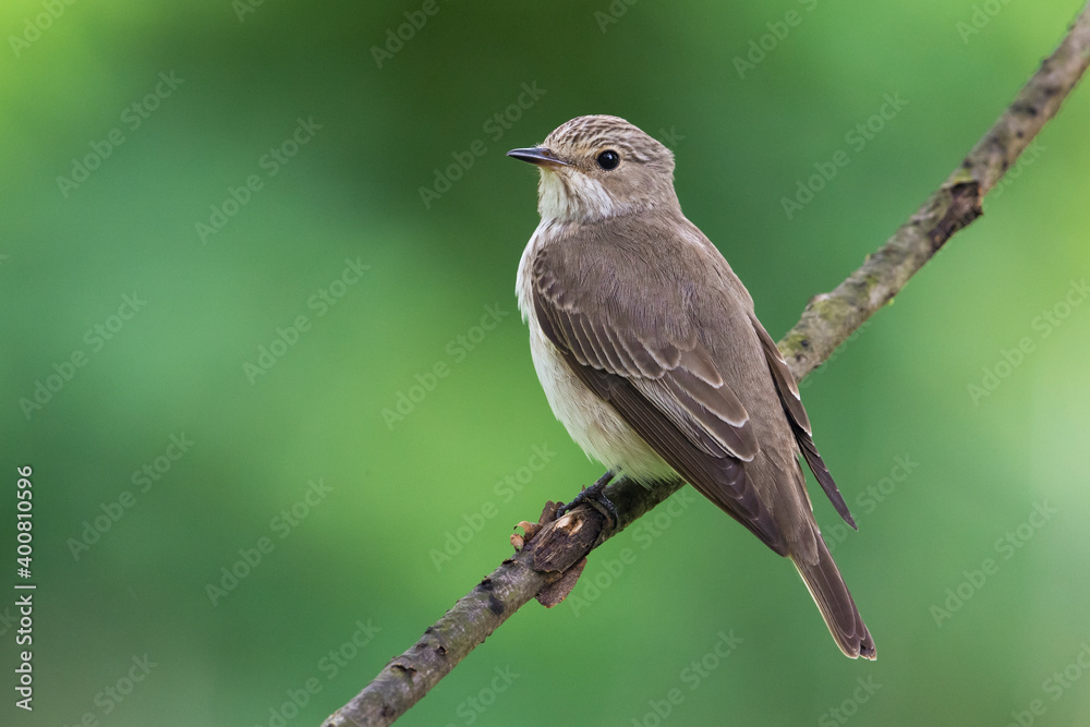 Grauwe Vliegenvanger; Spotted Flycatcher; Muscicapa striata Grauwe Vliegenvanger; Spotted Flycatcher; Muscicapa striata