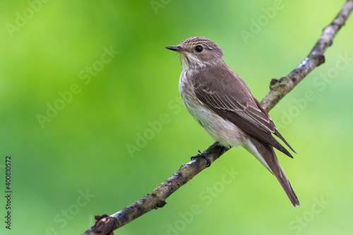 Grauwe Vliegenvanger; Spotted Flycatcher; Muscicapa striata