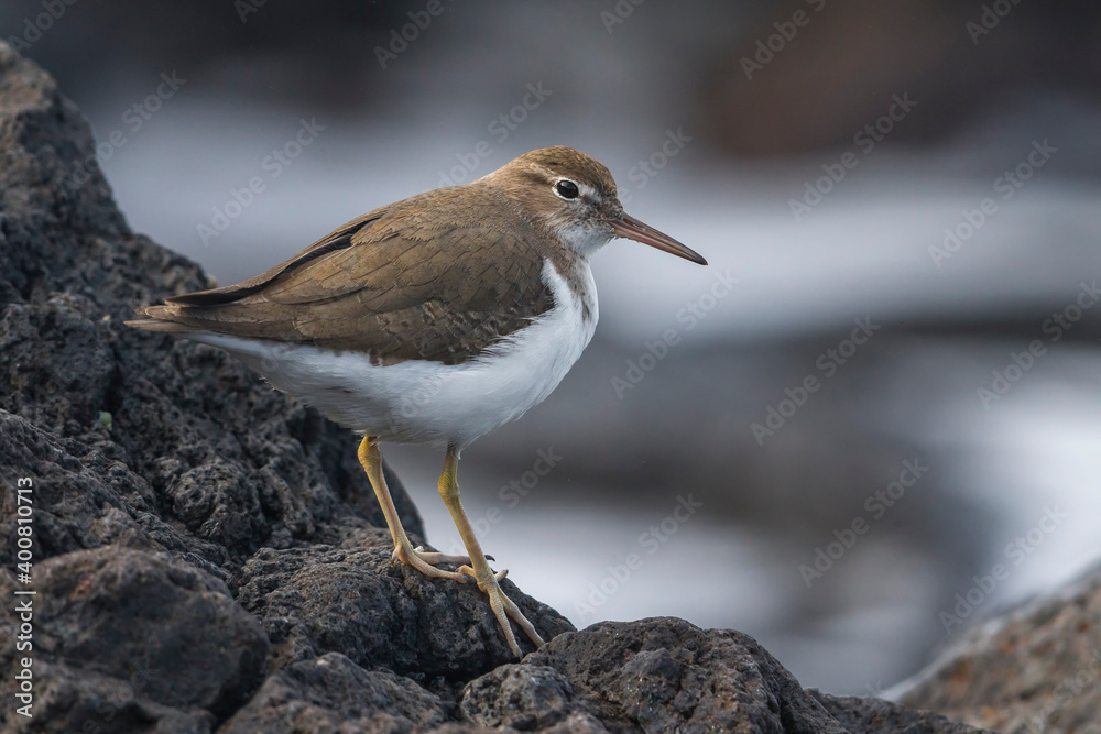 Amerikaanse Oeverloper, Spotted Sandpiper, Actitis macularius Amerikaanse Oeverloper, Spotted Sandpiper, Actitis macularius
