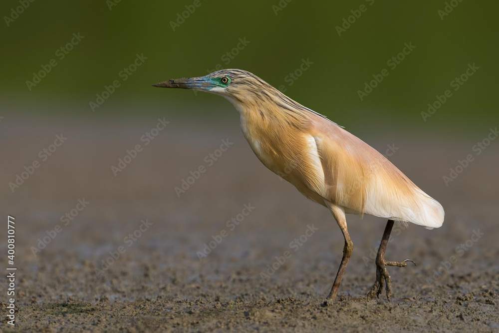 Ralreiger, Squacco Heron, Ardeola ralloides Ralreiger, Squacco Heron, Ardeola ralloides