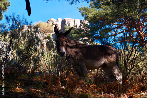 Fototapeta Naklejka Na Ścianę i Meble -  osioł zwierze las drzewa natura 