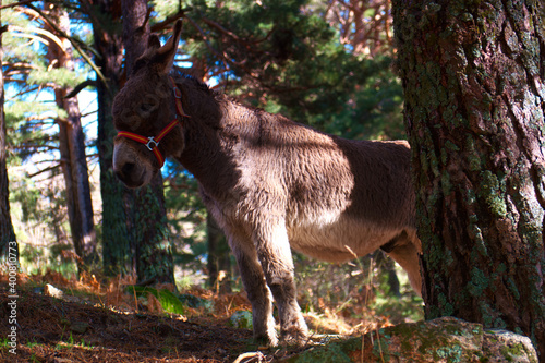 Fototapeta Naklejka Na Ścianę i Meble -  osioł zwierze las drzewa natura 