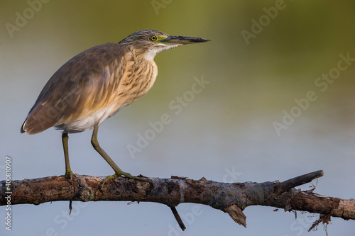 Ralreiger; Squacco Heron; Ardeola ralloides
