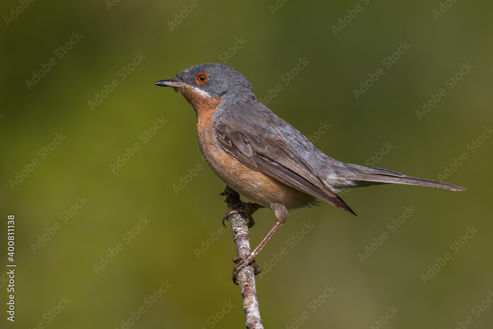 Westelijke Baardgrasmus, Western Subalpine Warbler, Sylvia inornata Westelijke Baardgrasmus, Western Subalpine Warbler, Sylvia inornata