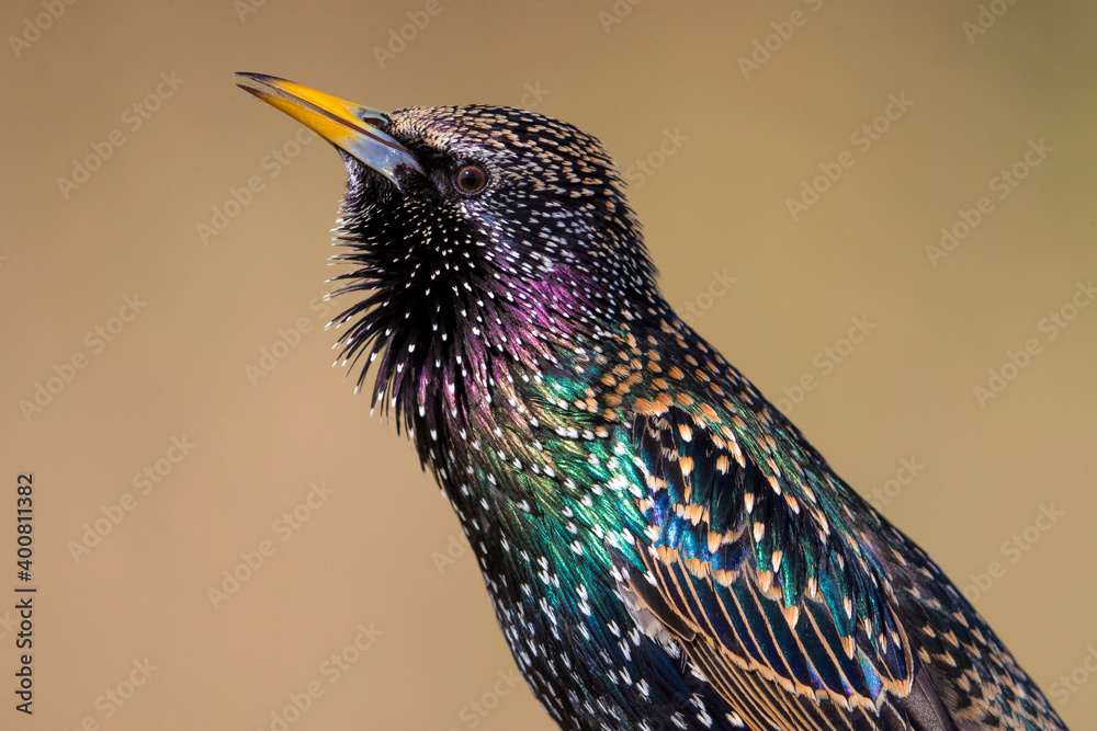 Spreeuw; Common Starling; Sturnus vulgaris