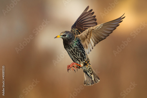 Spreeuw; Common Starling; Sturnus vulgaris