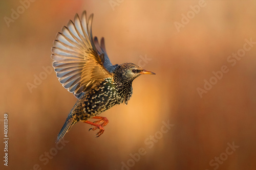 Spreeuw; Common Starling; Sturnus vulgaris photo