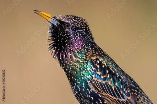 Obraz na płótnie Spreeuw; Common Starling; Sturnus vulgaris w salonie