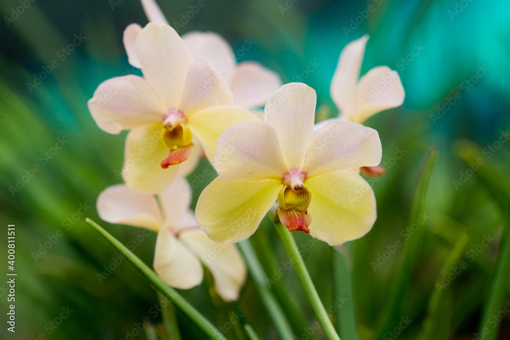 Fototapeta premium Orchids bloom close-up in nature. Orchid flower pink and yellow bloom. The Phalaenopsis Orchid. Floral concept.