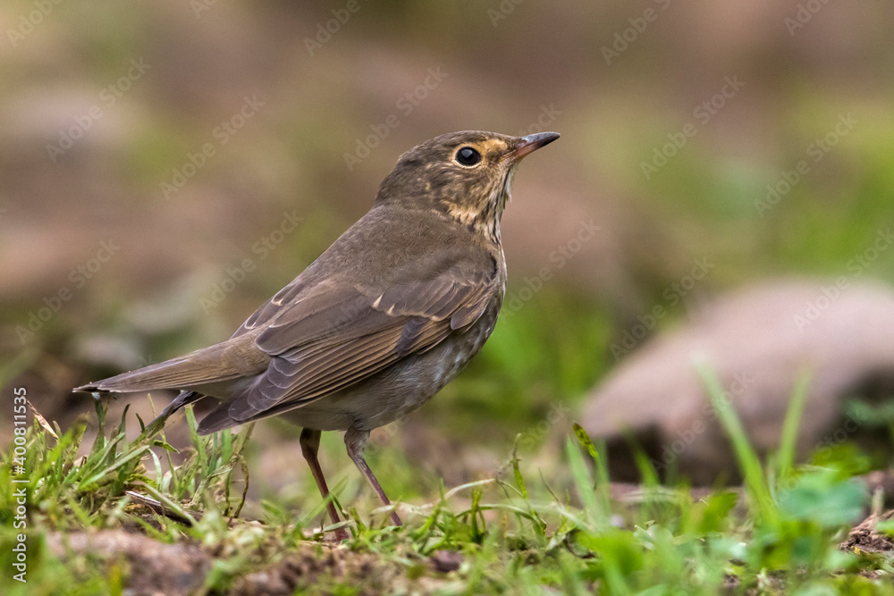 Dwerglijster, Swainsons Thrush, Catharus ustulatus Dwerglijster, Swainsons Thrush, Catharus ustulatus
