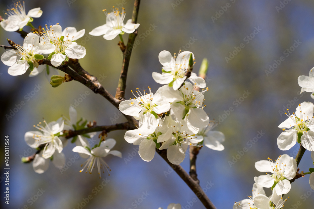 Closeup of blossoms on a plum tree (prunus)