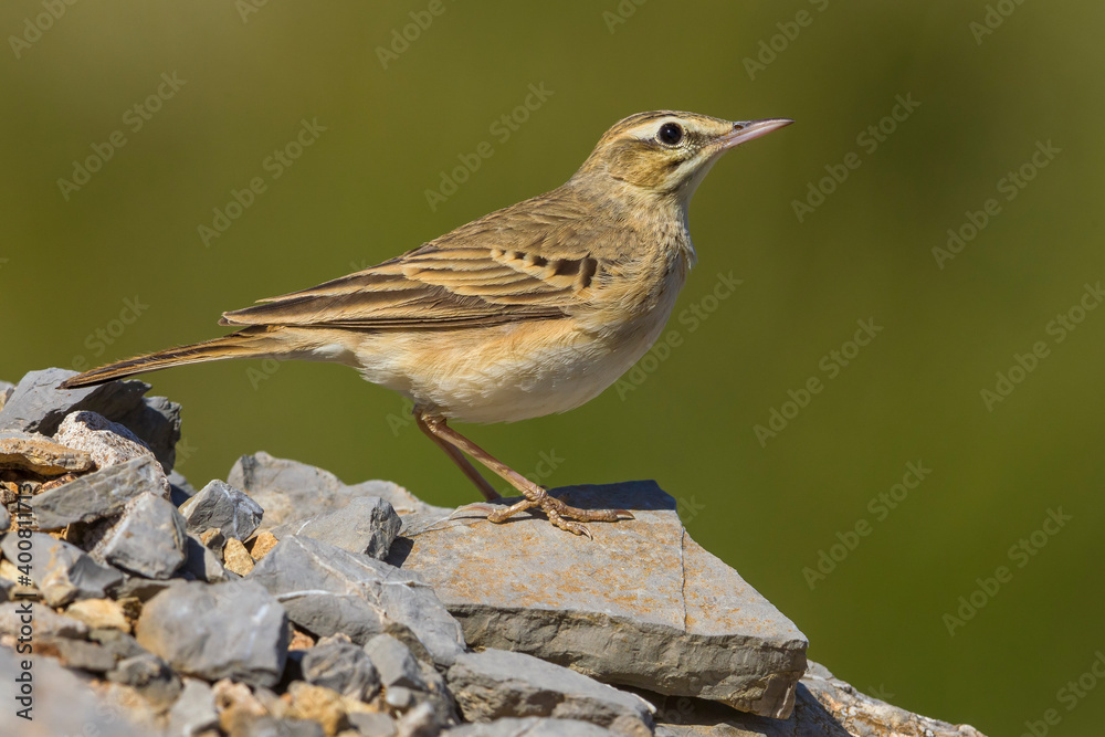 Duinpieper; Tawny Pipit; Anthus campestris Duinpieper; Tawny Pipit; Anthus campestris