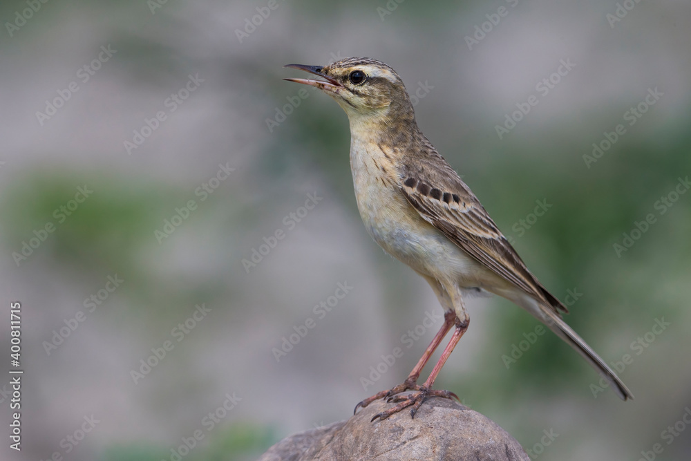 Fototapeta premium Duinpieper; Tawny Pipit; Anthus campestris