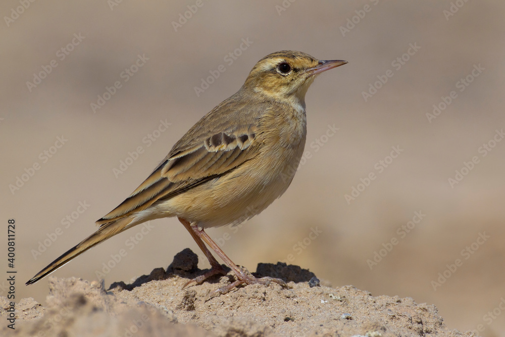 Duinpieper, Tawny Pipit; Anthus campestris Duinpieper, Tawny Pipit; Anthus campestris