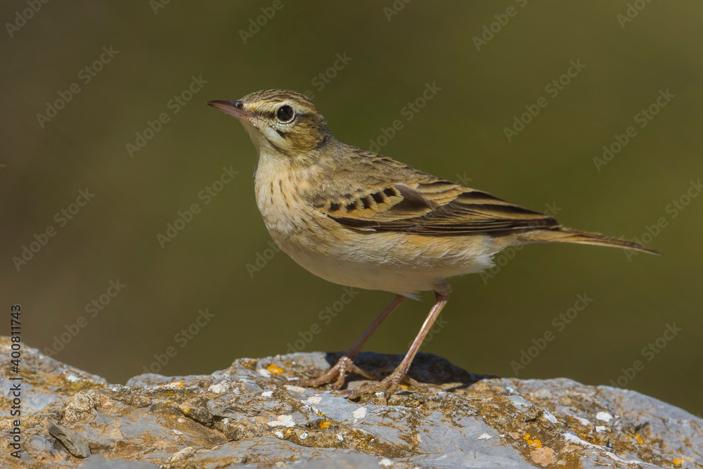 Duinpieper; Tawny Pipit; Anthus campestris Duinpieper; Tawny Pipit; Anthus campestris