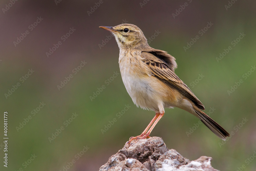 Duinpieper, Tawny Pipit; Anthus campestris Duinpieper, Tawny Pipit; Anthus campestris