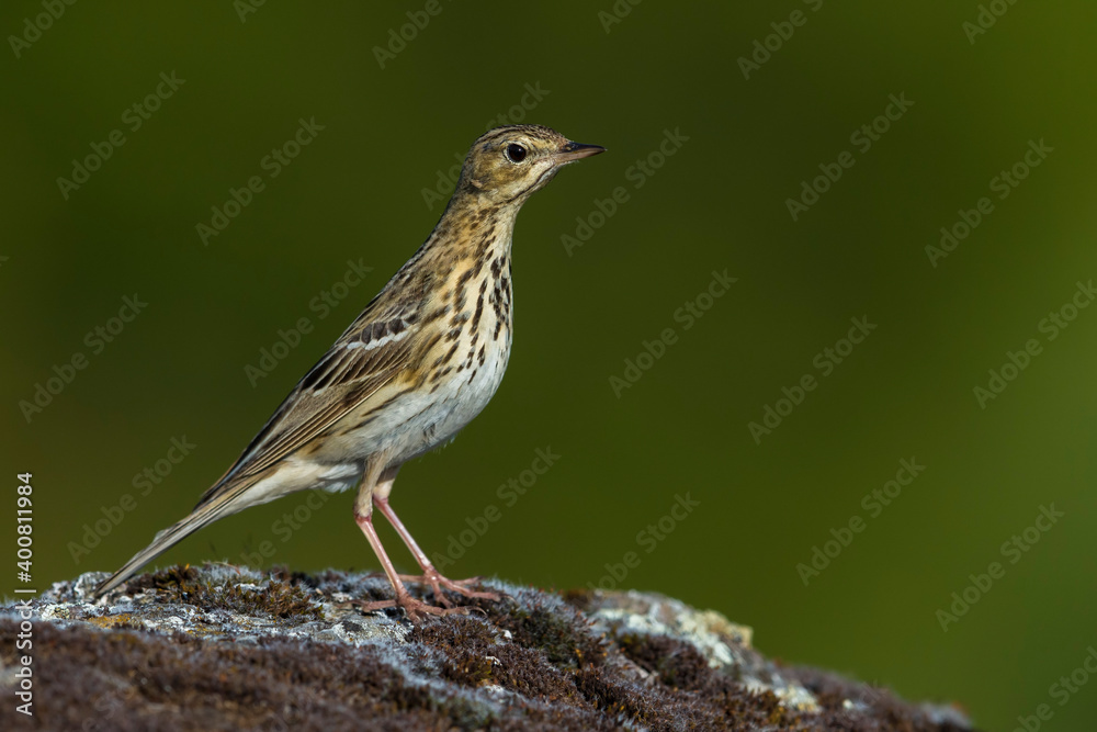 Boompieper, Tree Pipit, Anthus trivialis Boompieper, Tree Pipit, Anthus trivialis
