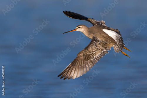Zwarte Ruiter; Spotted Redshank; Tringa erythropus photo