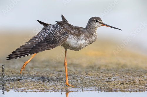 Zwarte Ruiter; Spotted Redshank; Tringa erythropus photo