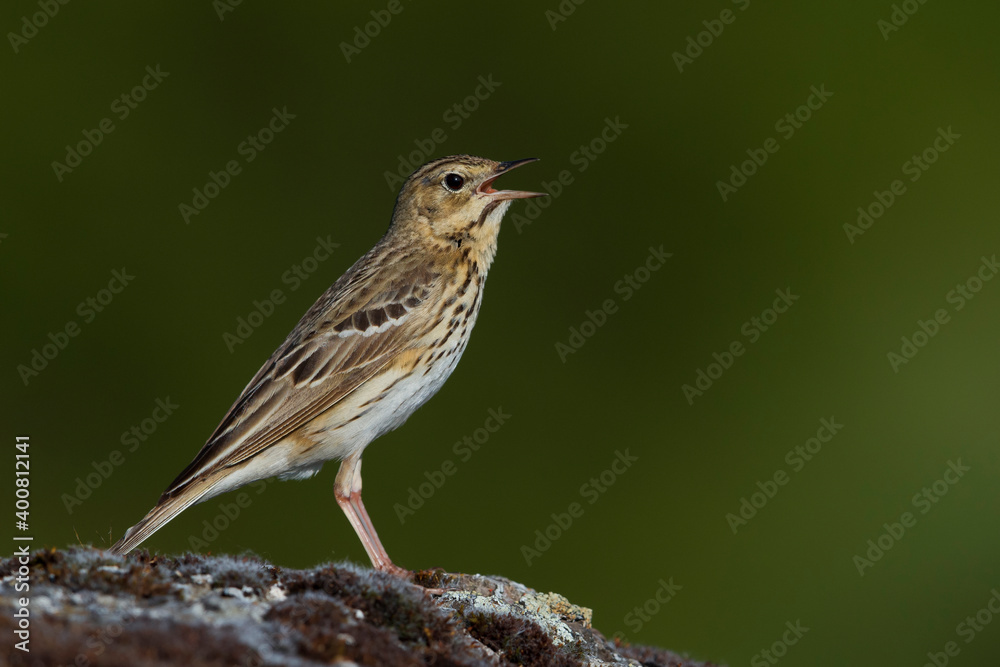 Boompieper, Tree Pipit, Anthus trivialis Boompieper, Tree Pipit, Anthus trivialis
