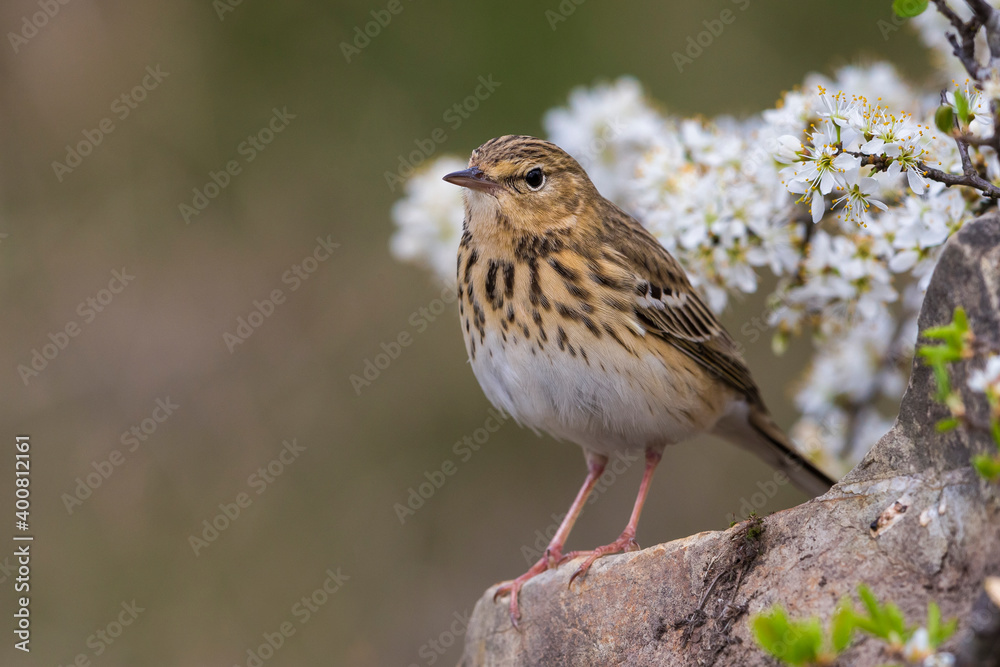 Boompieper, Tree Pipit, Anthus trivialis Boompieper, Tree Pipit, Anthus trivialis