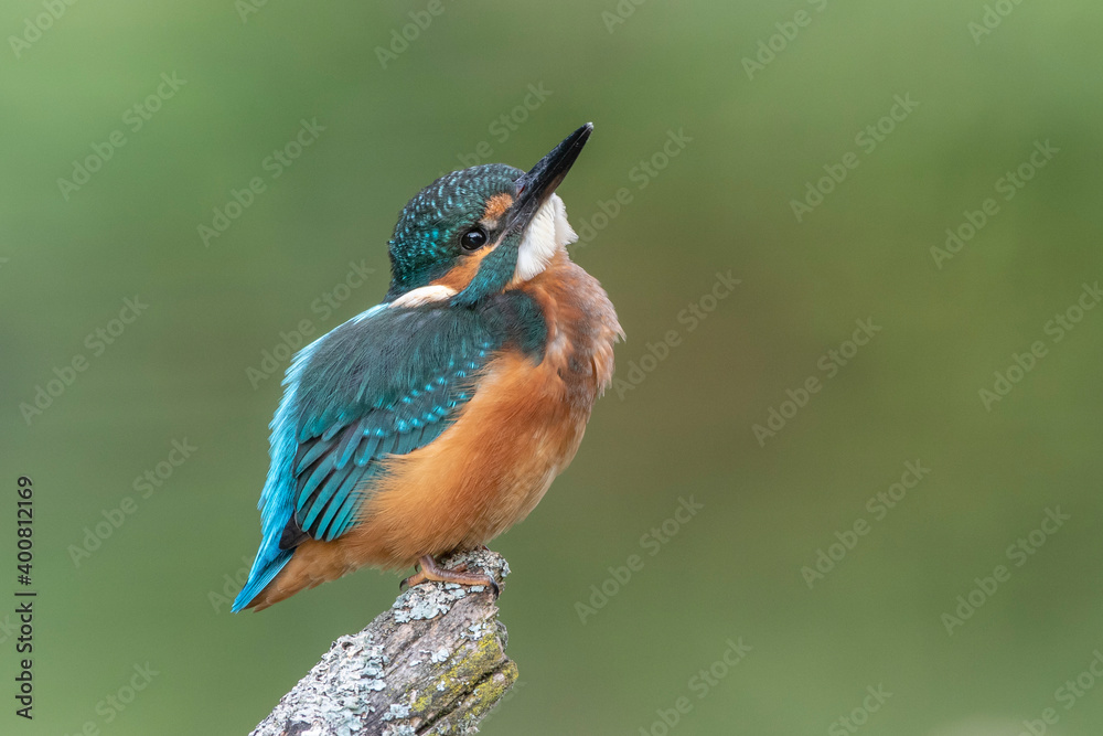 Fototapeta premium Eisvogel (Alcedo atthis) Jungvogel