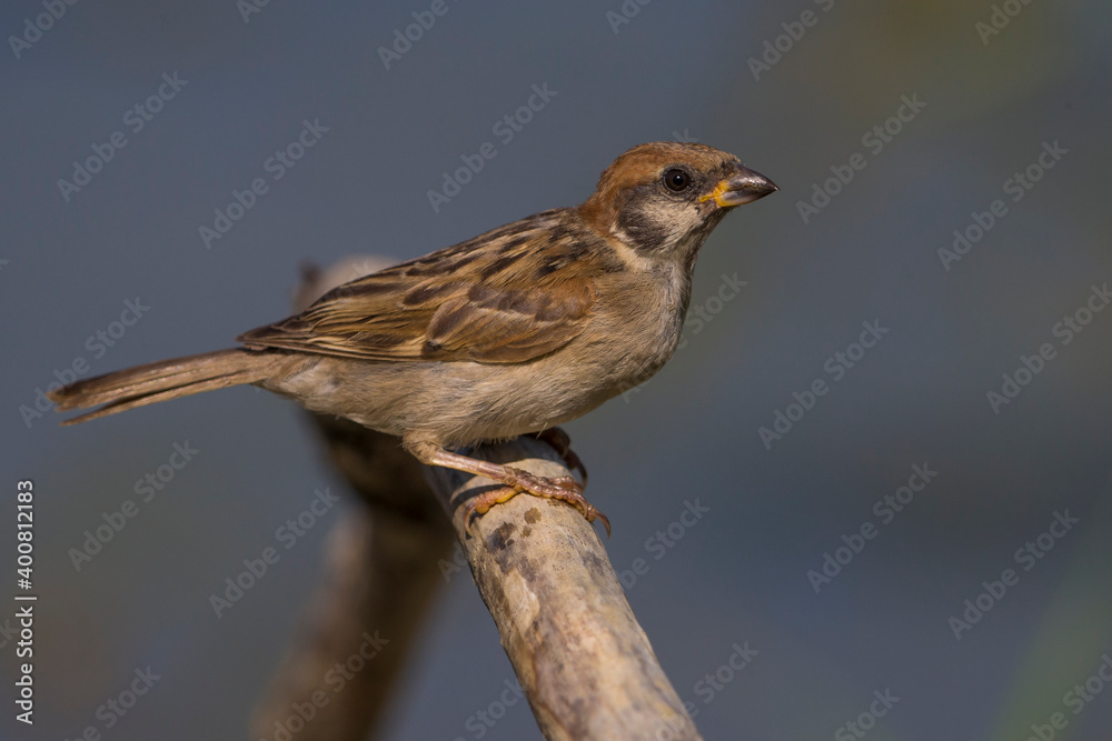 Fototapeta premium Ringmus; Tree Sparrow; Passer montanus