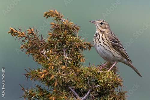 Boompieper; Tree Pipit; Anthus trivialis photo