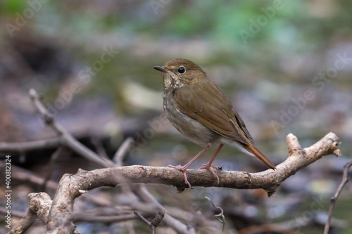 Snornachtegaal; Rufous-tailed Robin; Luscinia sibilans