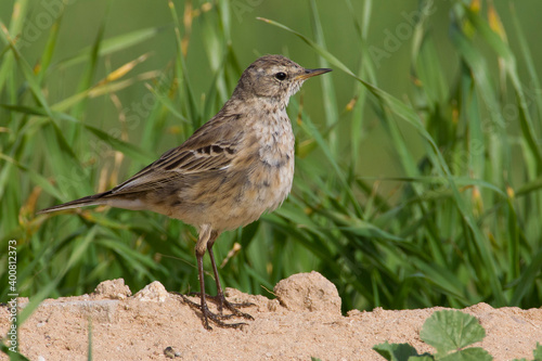 Waterpieper, Water Pipit; Anthus spinoletta coutellii