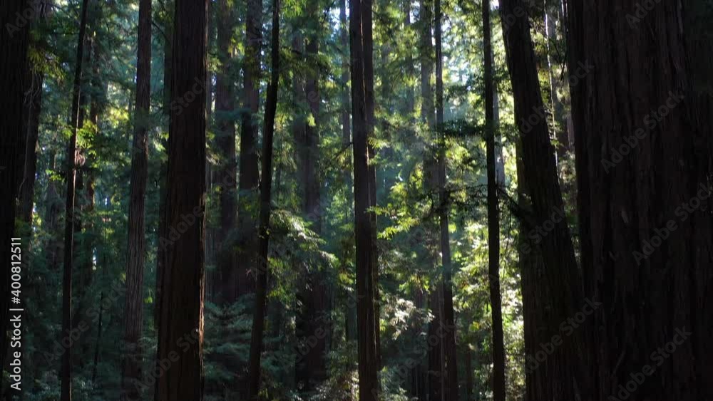 Sunlight enters the darkness of a forest of Redwood trees, Sequoia sempervirens, in Northern California. Redwoods are the largest trees on Earth and are an endangered species. Sunlight enters the darkness of a forest of Redwood trees, Sequoia sempervirens, in Northern California. Redwoods are the largest trees on Earth and are an endangered species.