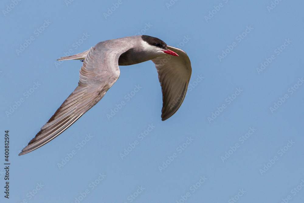 Obraz premium Witwangstern; Whiskered Tern; Chlidonias hybrida
