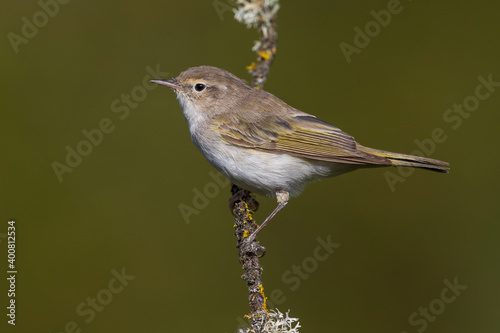 Westelijke Bergfluiter, Western Bonelli's Warbler; Phylloscopus bonelli photo