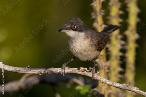 Westelijke Orpheusgrasmus; Western Orphean Warbler; Sylvia hortensis photo