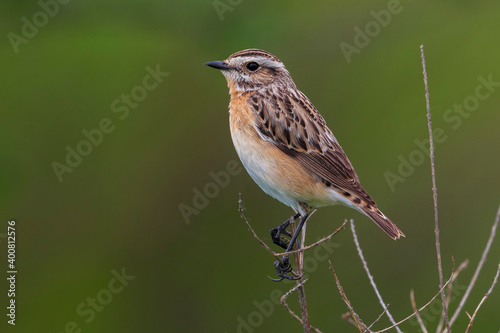Paapje, Whinchat, Saxicola rubetra © AGAMI