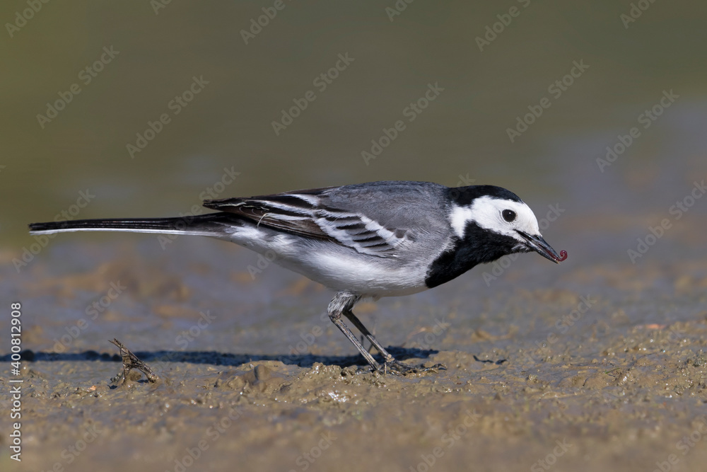 Fototapeta premium Witte Kwikstaart, White Wagtail, Motacilla alba