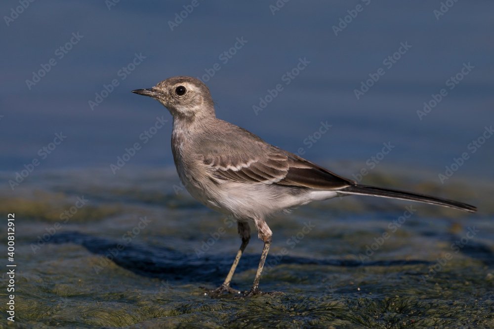 Witte Kwikstaart; White Wagtail; Motacilla alba Witte Kwikstaart; White Wagtail; Motacilla alba