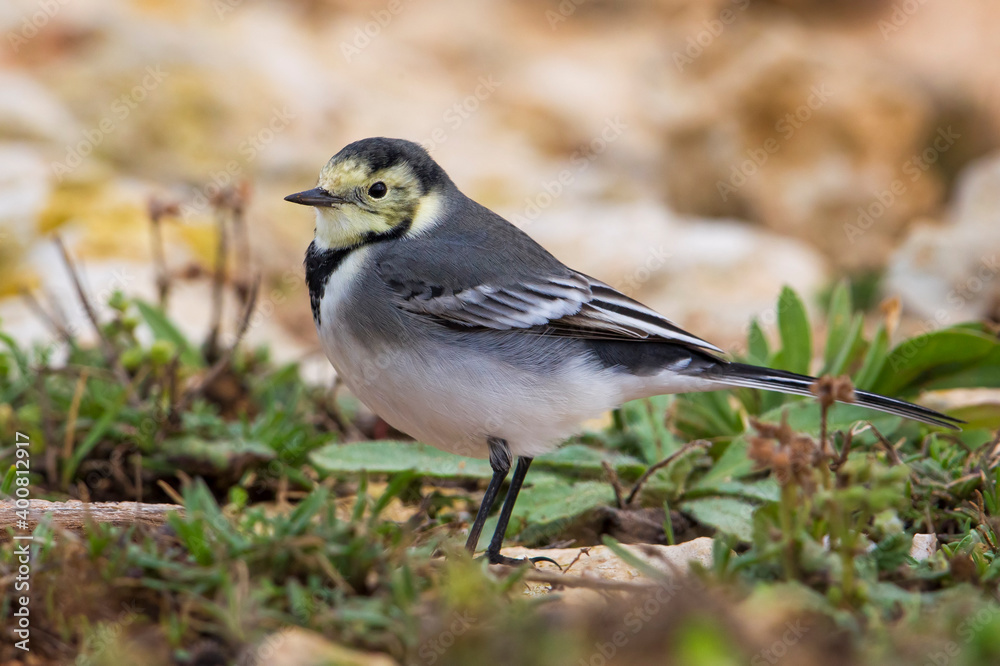 Obraz premium Witte Kwikstaart; White Wagtail; Motacilla alba