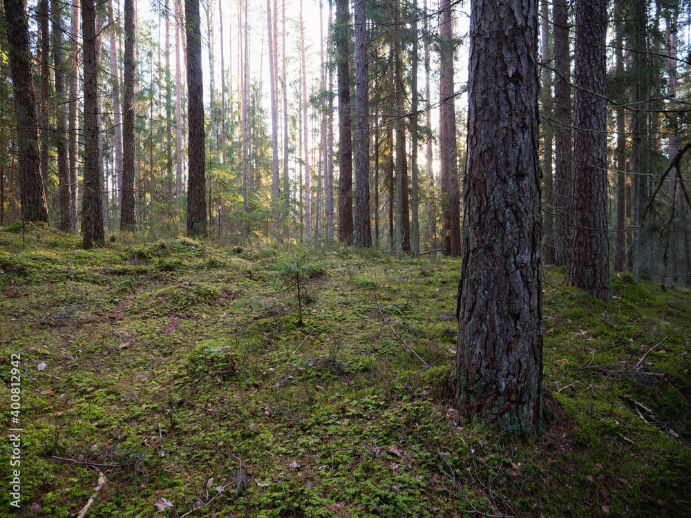 old dark fir forest sun shining through branches old dark fir forest sun shining through branches