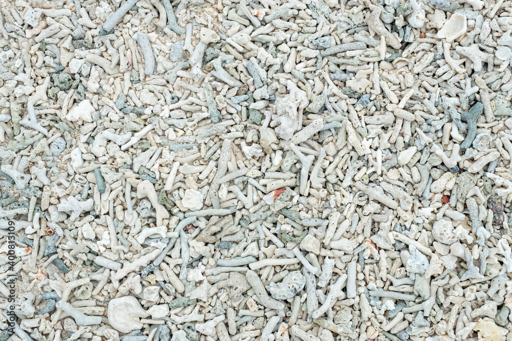 Seamless pattern or background of dead white corals on the beach floor. Seamless pattern or background of dead white corals on the beach floor.