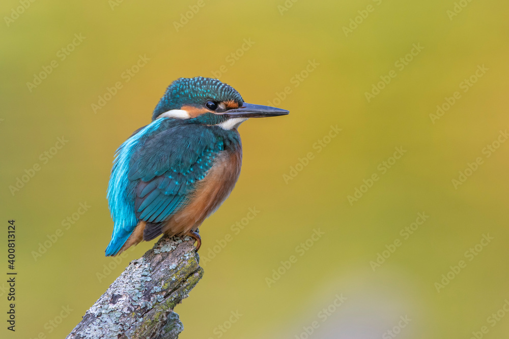 Fototapeta premium Eisvogel (Alcedo atthis) Jungvogel