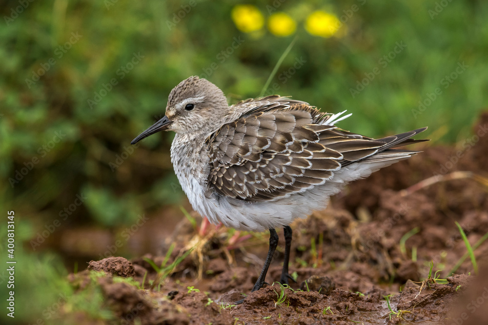 Bonapartes Strandloper, White-rumped Sandpiper, Calidris fuscico Bonapartes Strandloper, White-rumped Sandpiper, Calidris fuscico
