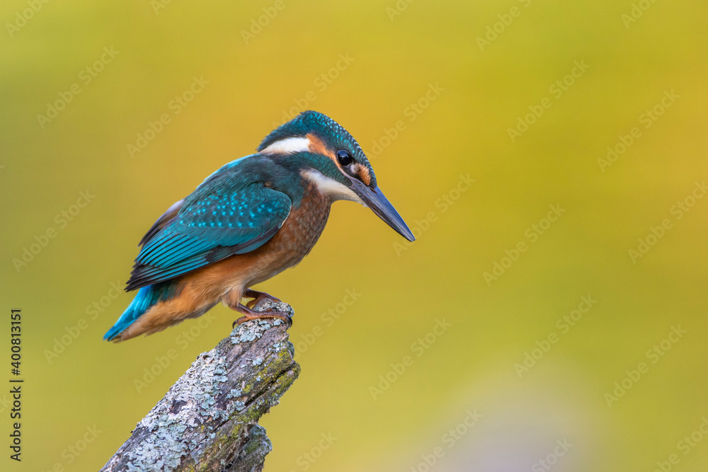 Fototapeta premium Eisvogel (Alcedo atthis) Jungvogel