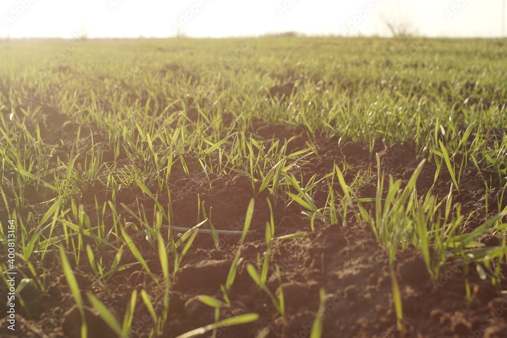 winter wheat on a sunny day grows in the field winter wheat on a sunny day grows in the field
