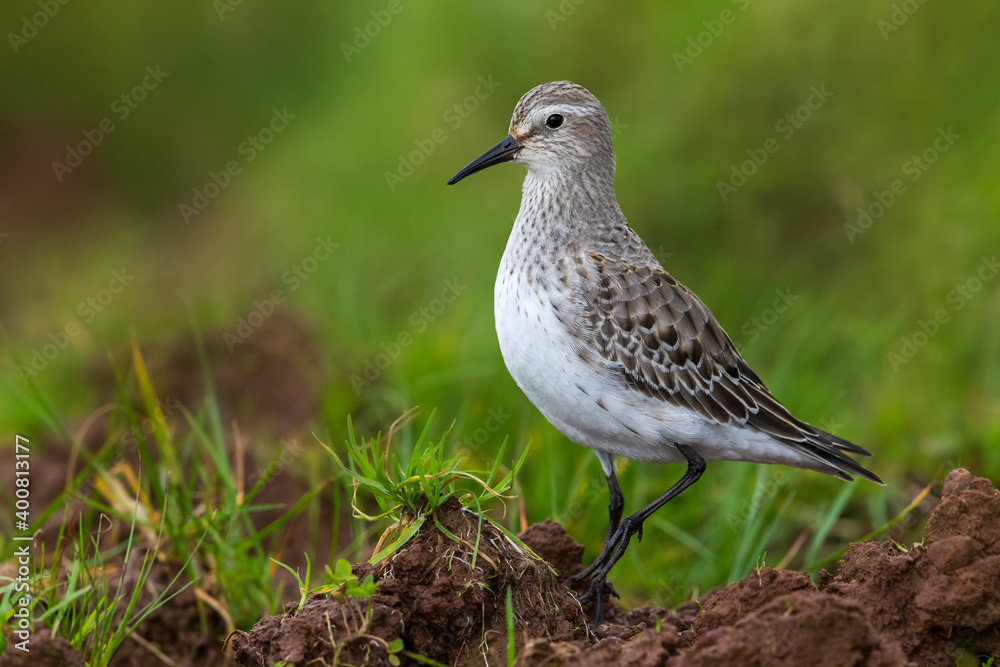 Bonapartes Strandloper, White-rumped Sandpiper, Calidris fuscico Bonapartes Strandloper, White-rumped Sandpiper, Calidris fuscico