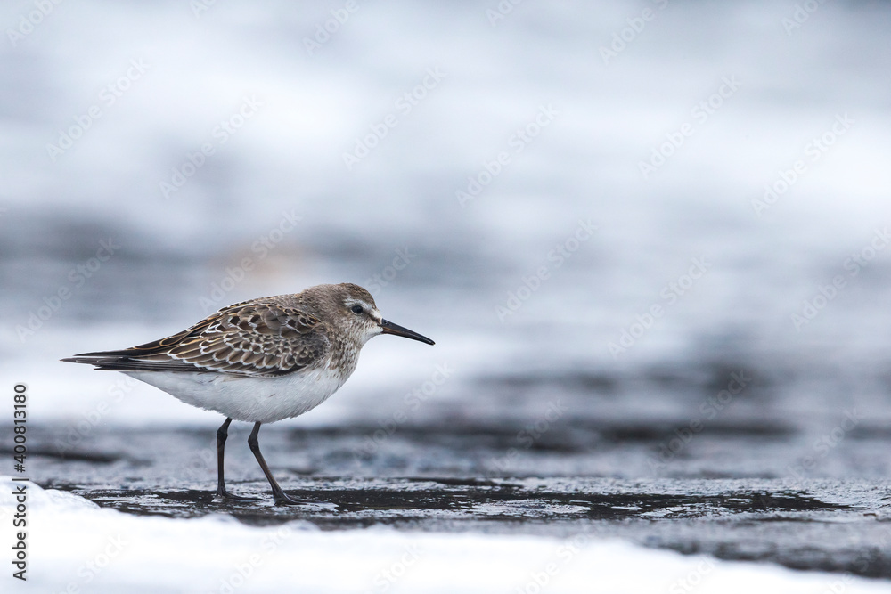 Bonapartes Strandloper, White-rumped Sandpiper, Calidris fuscico