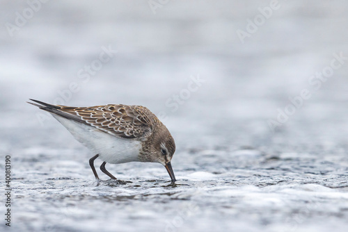 Bonapartes Strandloper, White-rumped Sandpiper, Calidris fuscico photo