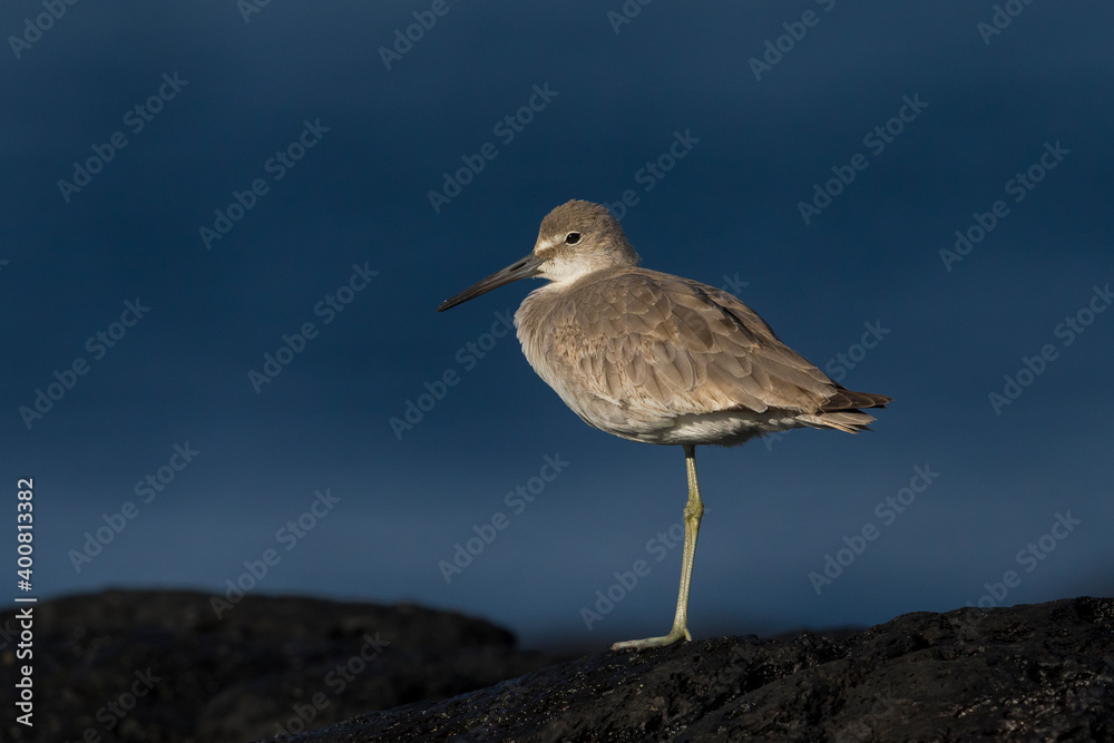 Willet; Western Willet; Tringa semipalmata Willet; Western Willet; Tringa semipalmata